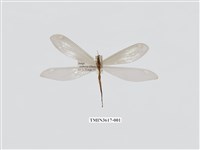 藏品(白斑蟻蛉)的圖片